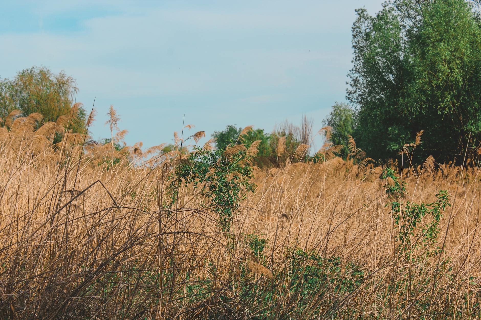 A peaceful rural scene featuring dry tall grass and trees under a clear sky, evoking tranquility.