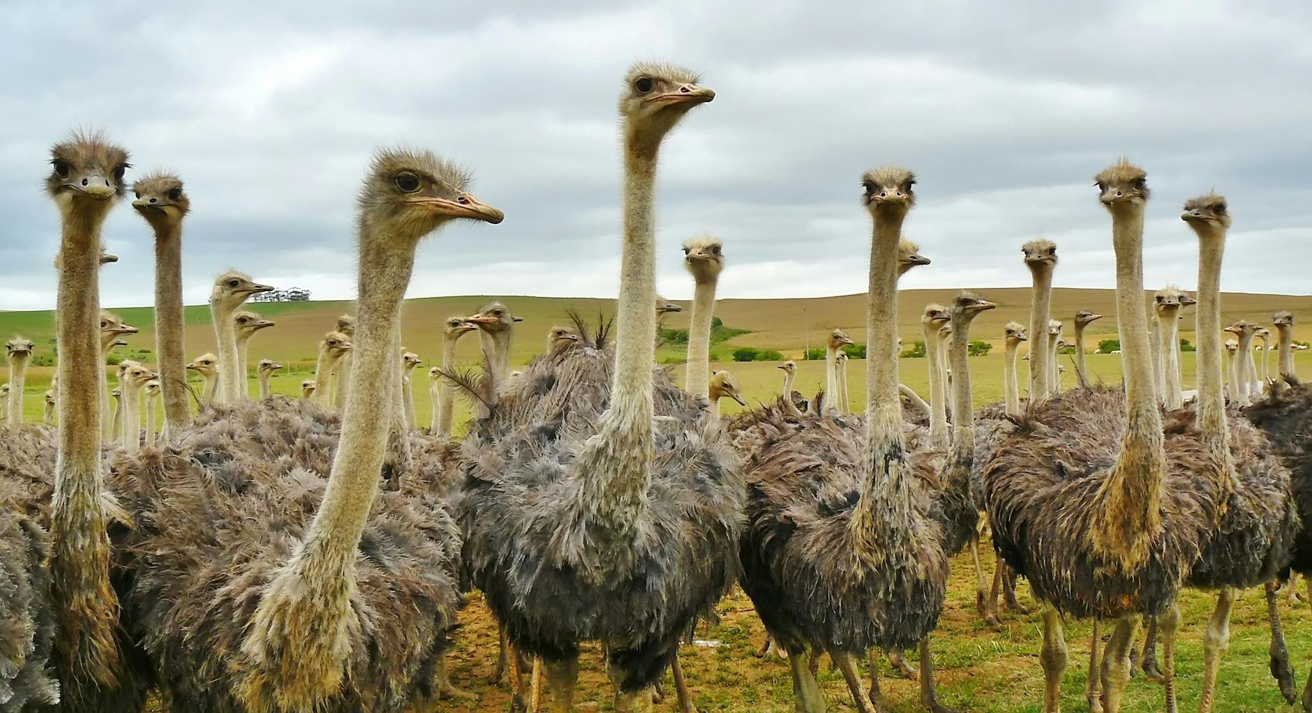 Close-up of a flock of ostriches in an open field, showcasing wildlife in nature.